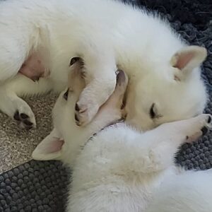 20220925_173918-Kopie-500x500