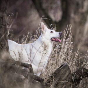 2F0A7069-Bearbeitet-2-500x500